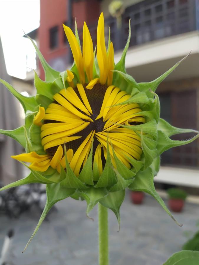 Helianthus Guesthouse อาโมเลียนี ภายนอก รูปภาพ
