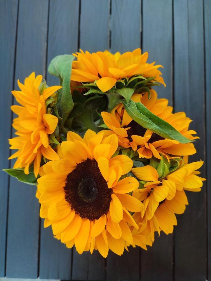Helianthus Guesthouse อาโมเลียนี ภายนอก รูปภาพ