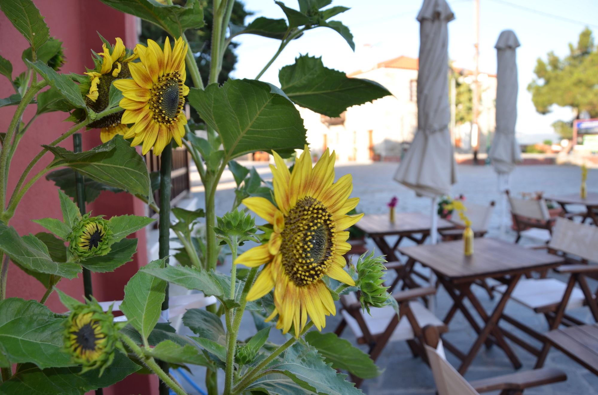 Helianthus Guesthouse อาโมเลียนี ภายนอก รูปภาพ